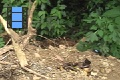 Sene 37_AnotherMorpho 8 Multi Morphos flting around bananbait